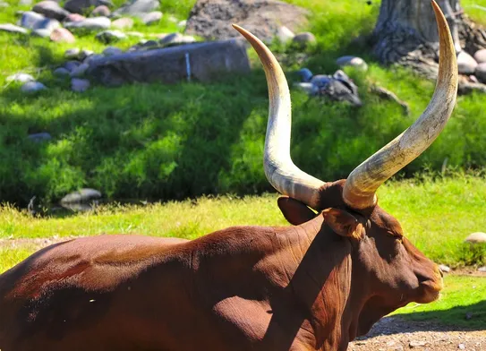 Burundi National parks