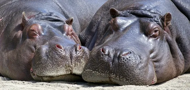 Burundi Wildlife Safaris