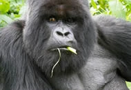 Gorillas in Bwindi