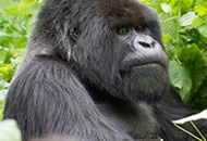 Gorilla Safari